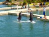 Dolphin Cove & Negril