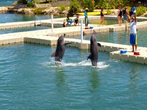 Dolphin Cove & Negril