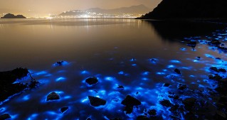 Luminous Lagoon